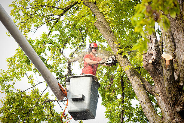  Brookshire, TX Tree Care Pros