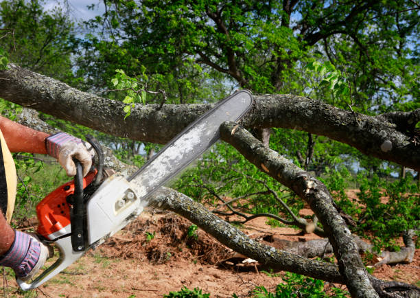 How Our Tree Care Process Works  in  Brookshire, TX